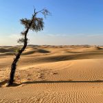 Time To Listen
(Photo Cas van Cooten, Abu Dhabi desert)